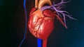 Human Heart Royalty Free Stock Photo